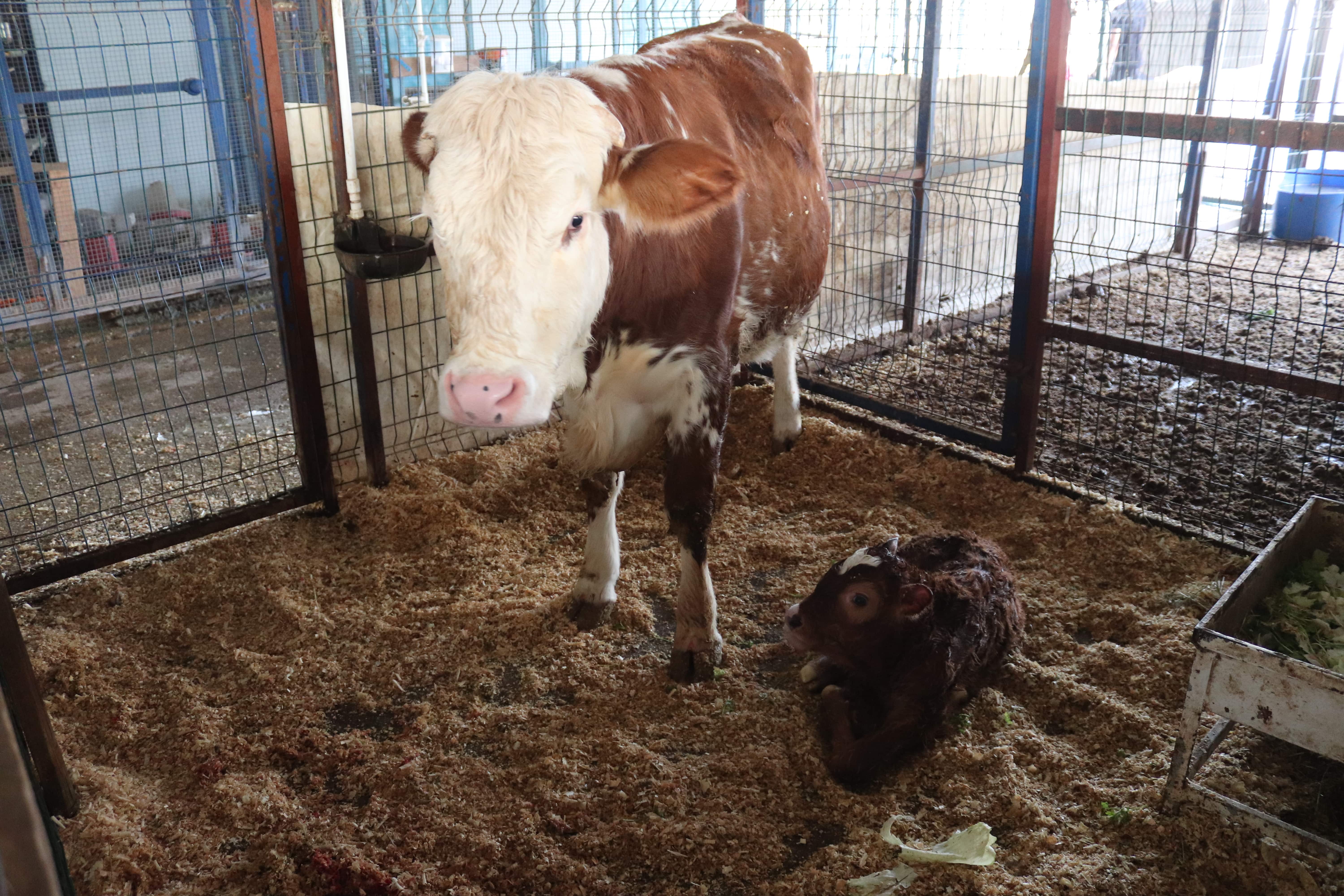 Hayvancılık Alanı